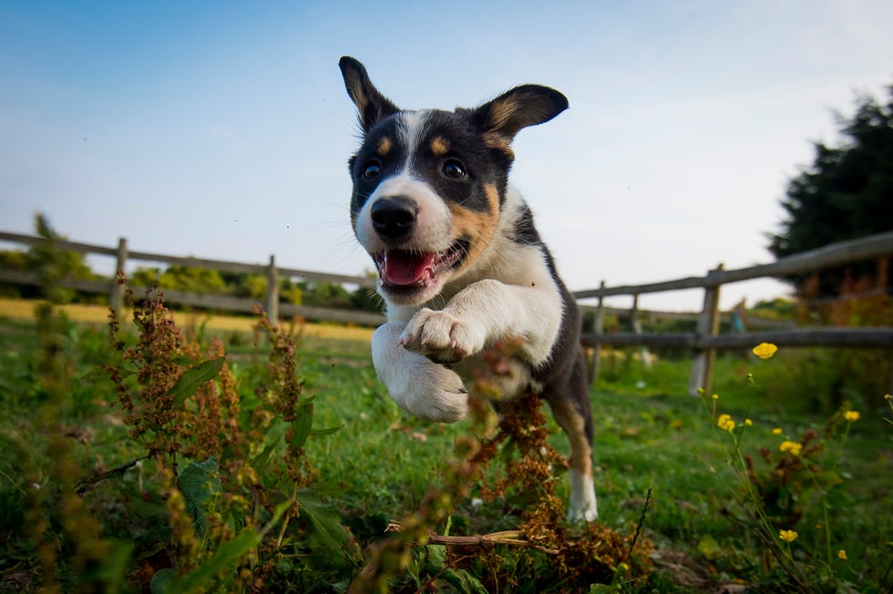 alimentación de perros en invierno
