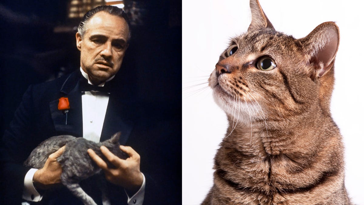 La curiosa historia del gato de 'El padrino' que casi arruina la escena