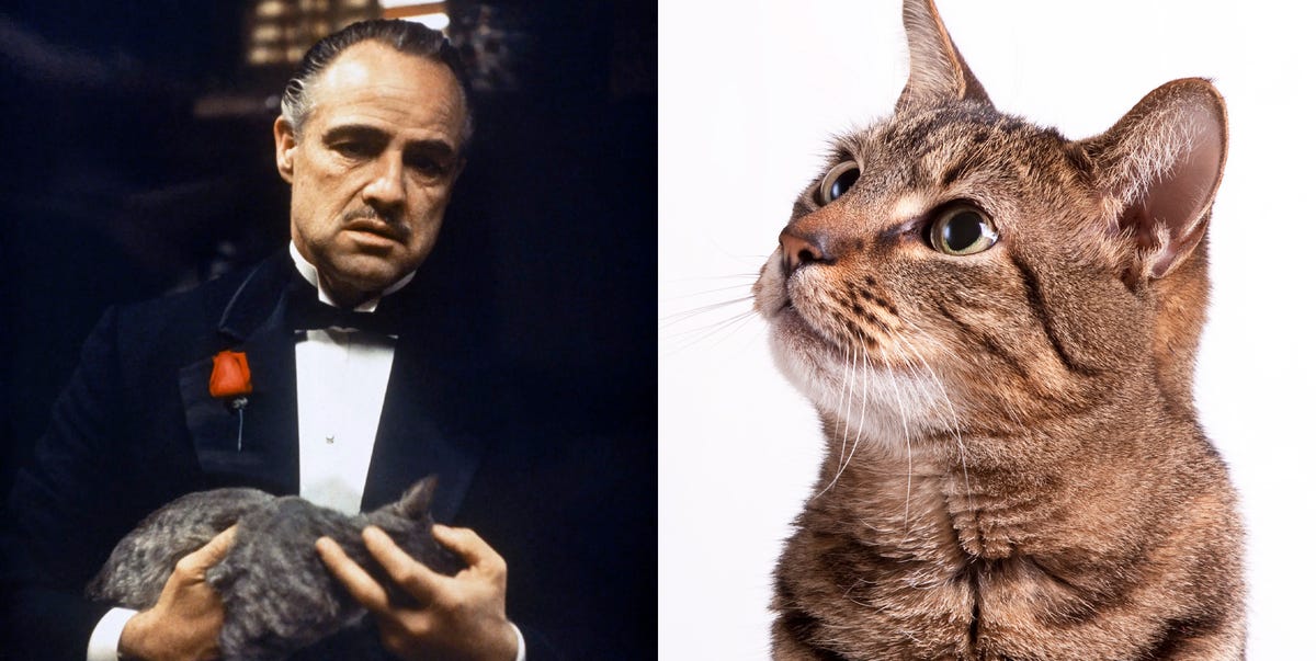 La curiosa historia del gato de 'El padrino' que casi arruina la escena