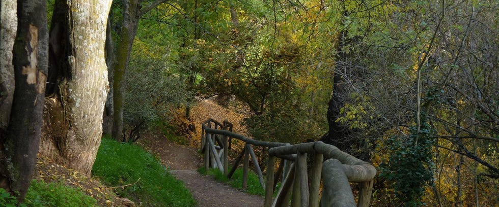 el pardo