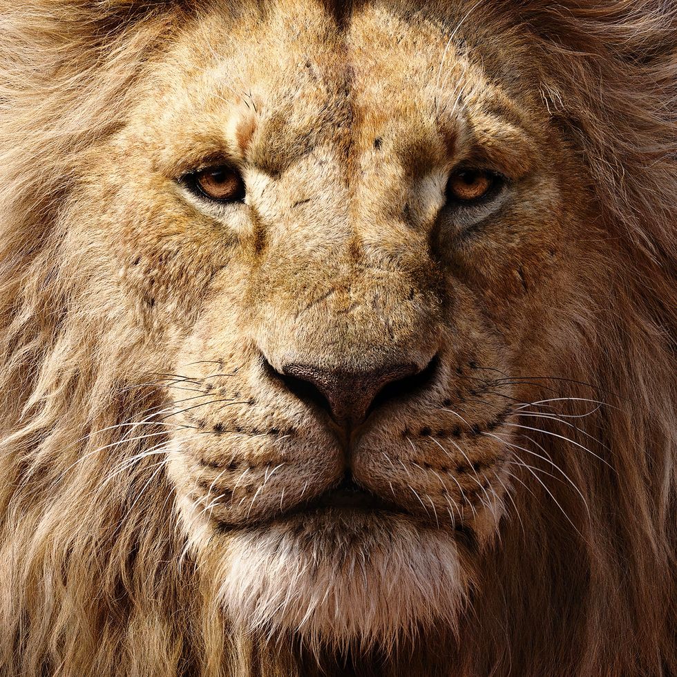 el rey leon mufasa pelicula accion real