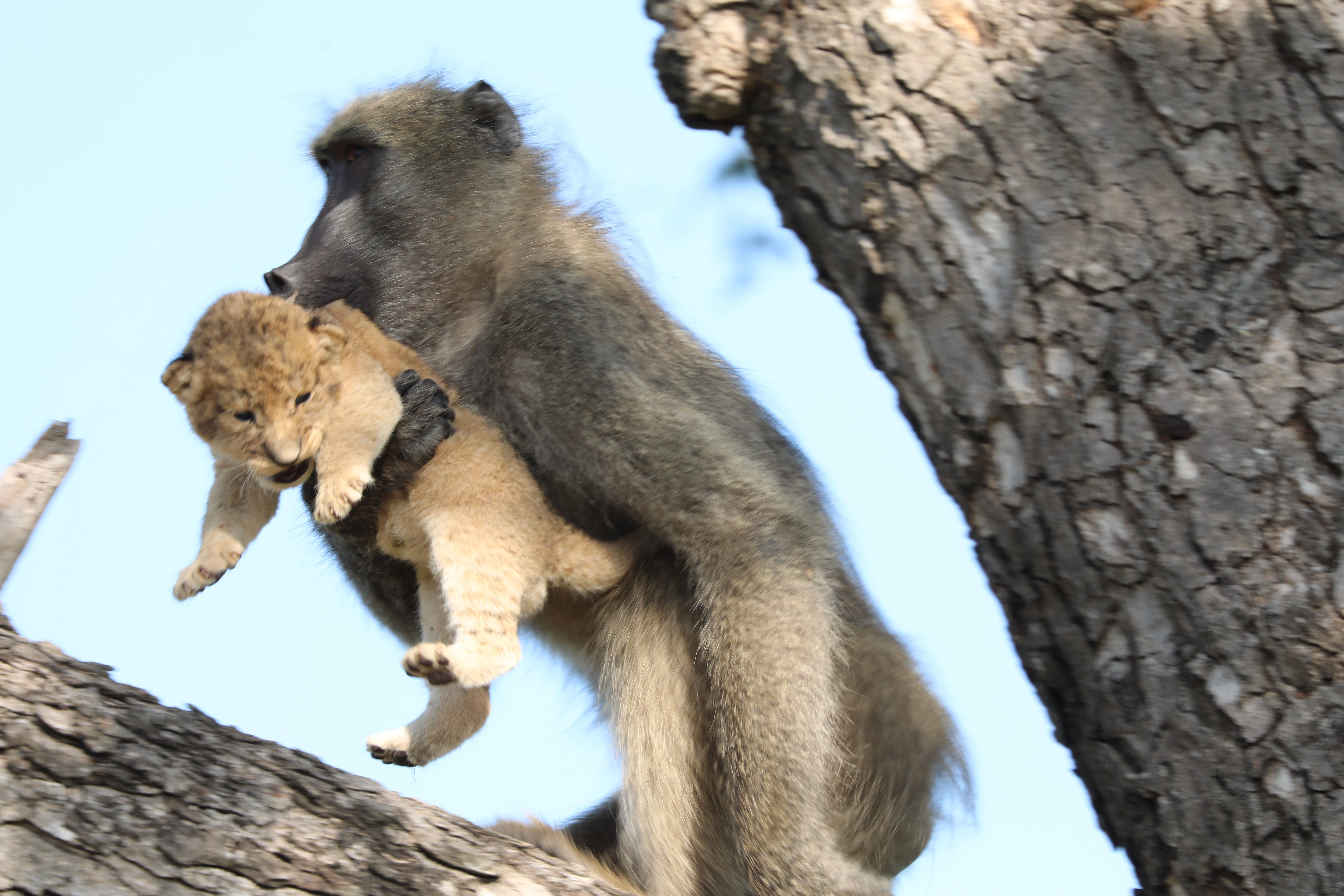El rey león: La teoría que dice que Simba y Nala son hermanos
