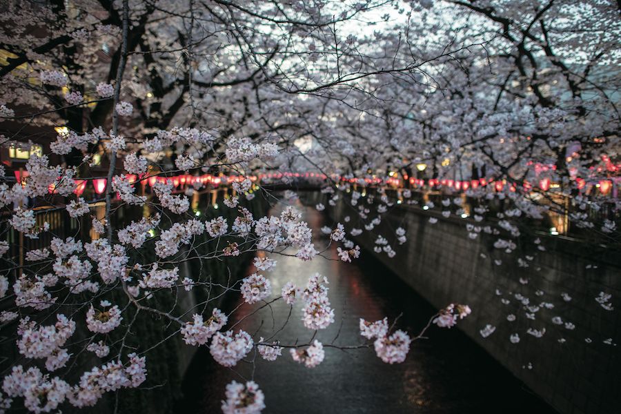 People Enjoy Cherry Blossom In Tokyo