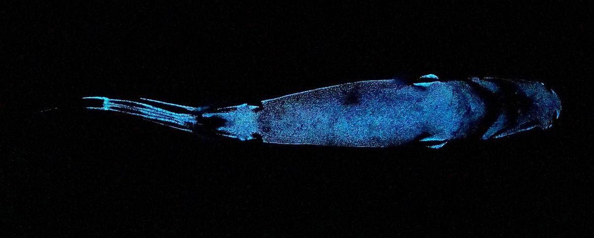De bioluminescente duivelslantaarnhaai gezien vanaf onder het dier De dieren hebben lichtgevende cellen op de onderzijde van hun lijf Zo kunnen ze evenveel licht produceren als hun omgeving waardoor hun silhouet niet te zien is voor roofdieren die van onder op ze loeren