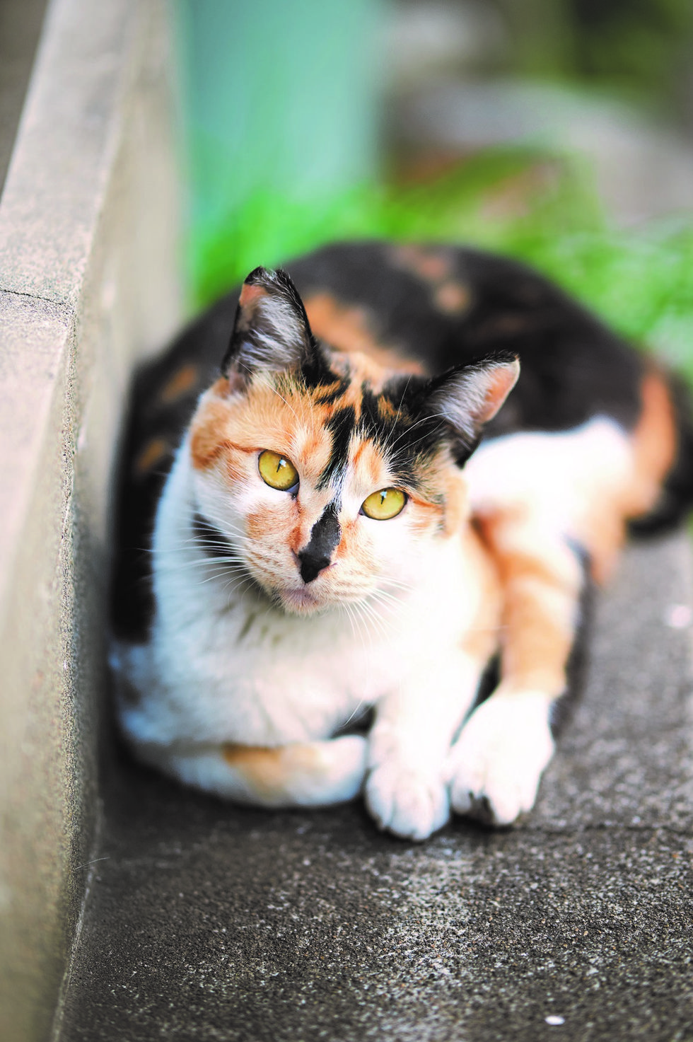 japanese cat