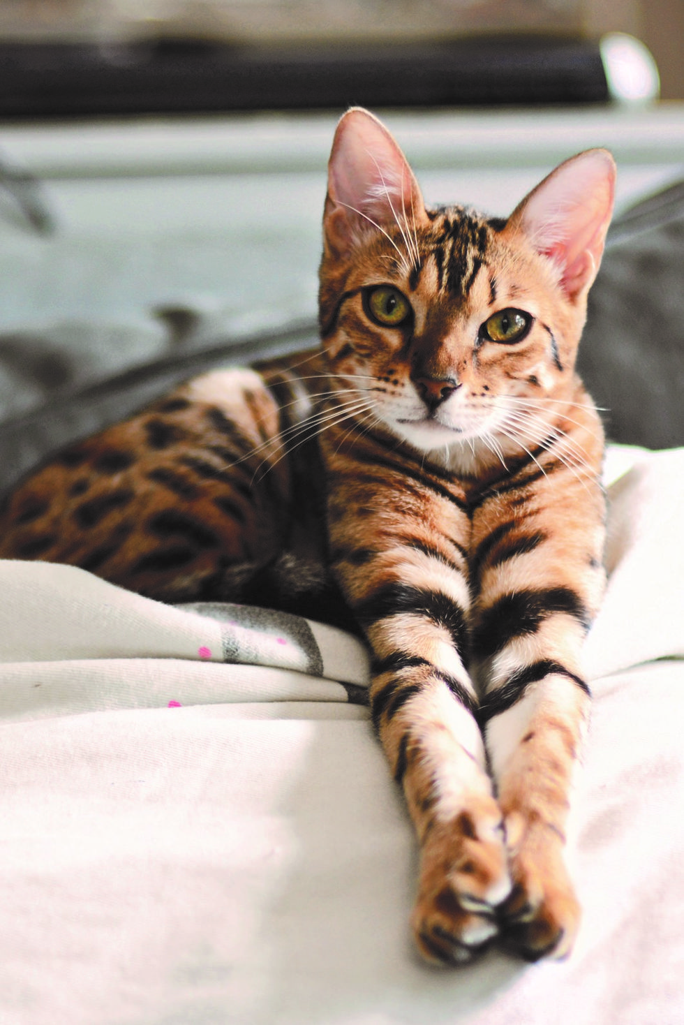 brown striped bengal catkitten with paws outstretched sitting on a cushionpillow