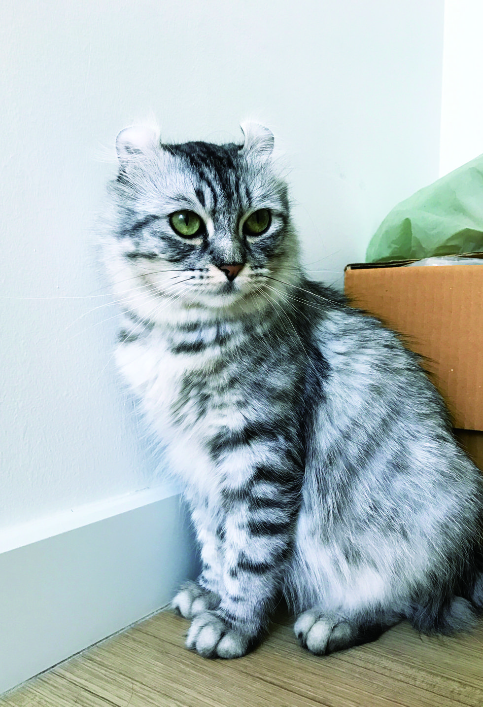 american curl cat, female silver tabby color