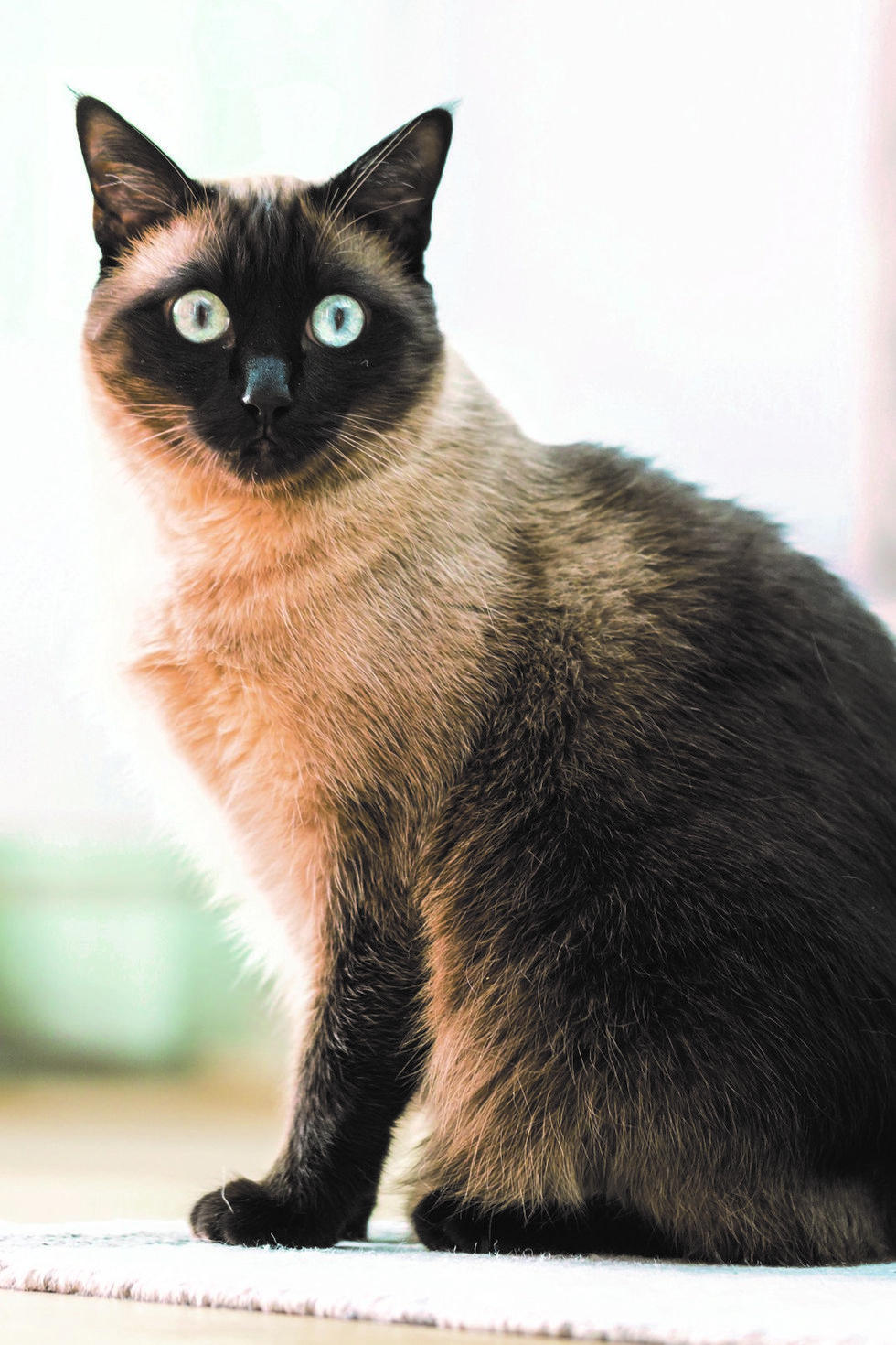 shot of a siamese cat posing