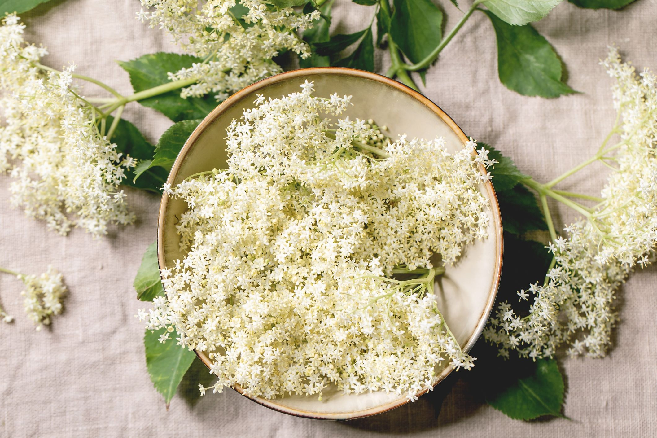 How to forage elderflower and use it in your recipes
