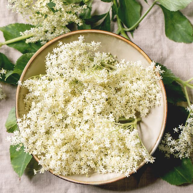 how to use and forage elderflower