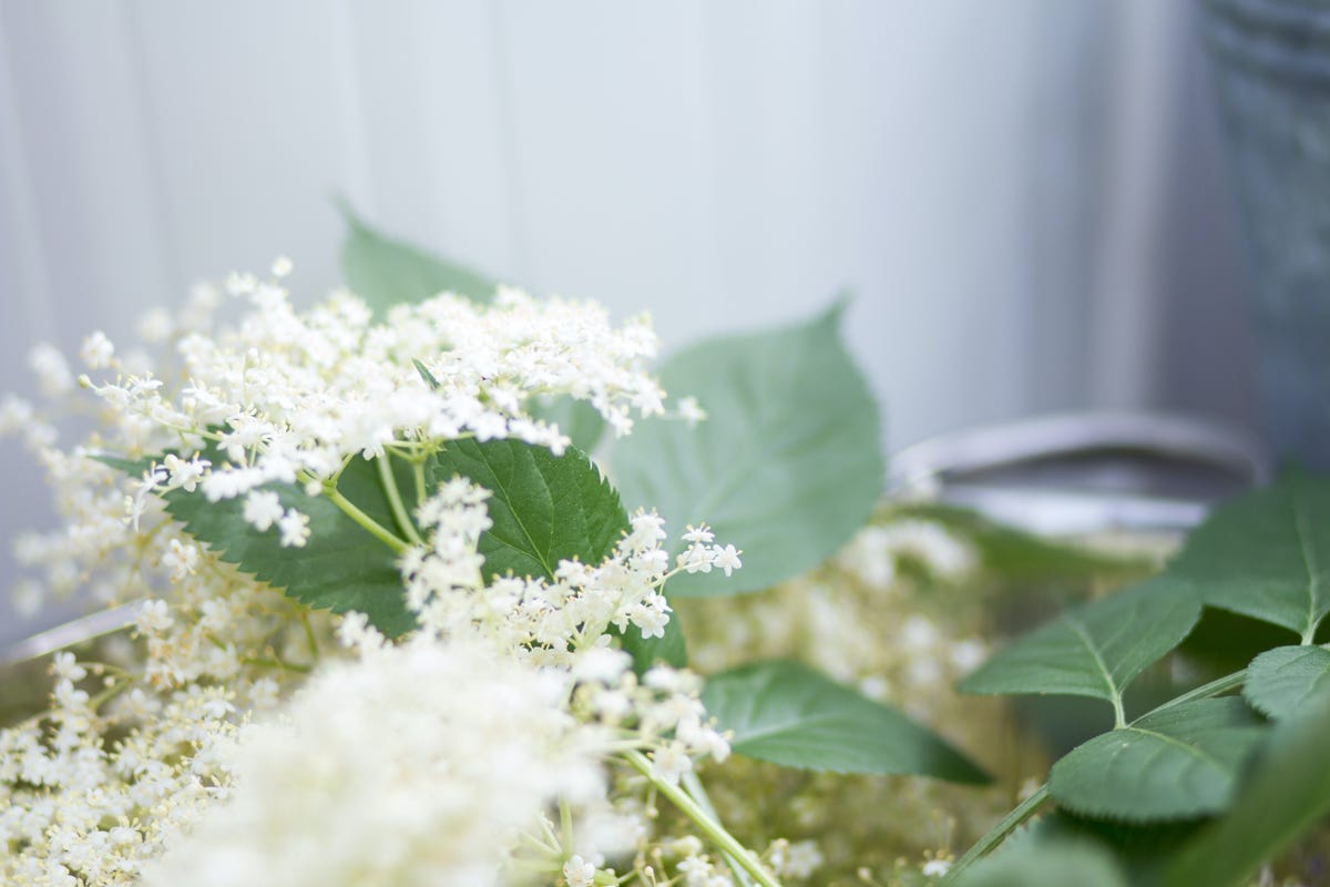 Elderflower Cordial Recipe - Best Homemade Elderflower Cordial