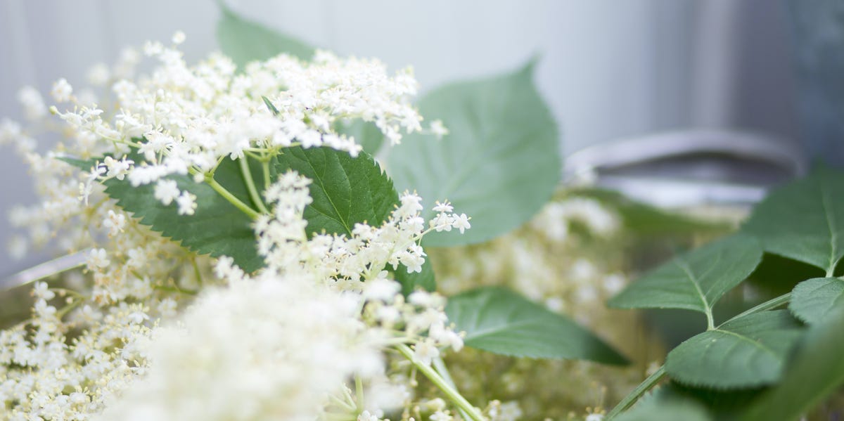 Elderflower Cordial Recipe - Best Homemade Elderflower Cordial