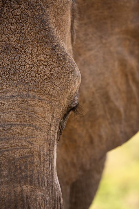 an elephant in samburu, kenya