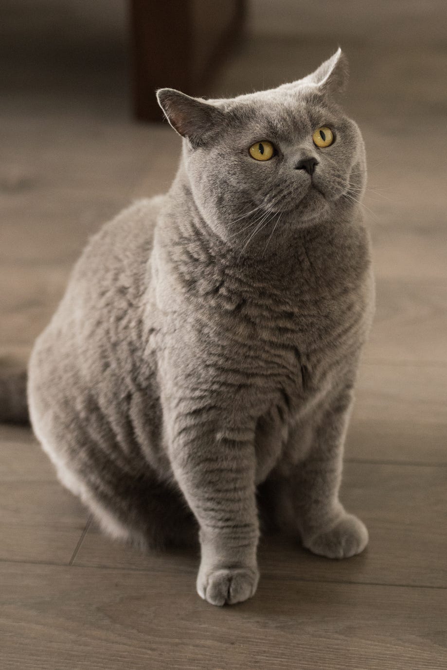 large cat breeds