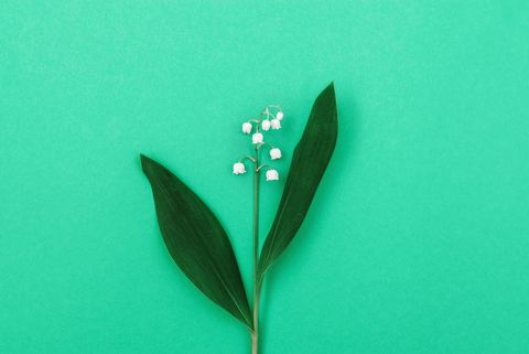 elegant lily of valley flower on green background