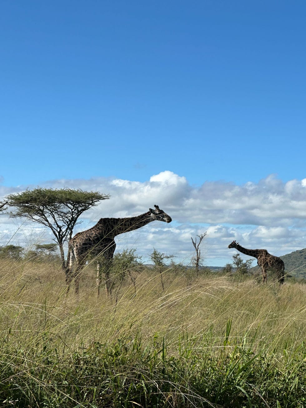 safari
