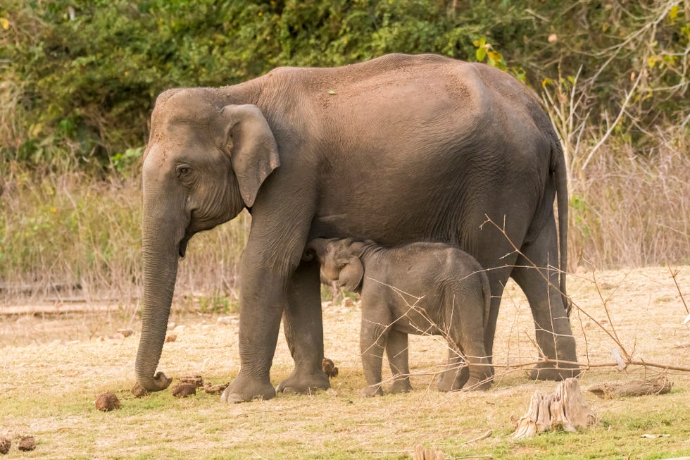 Elephant and calf grazing inside nagarhole national park on a winter afternoon