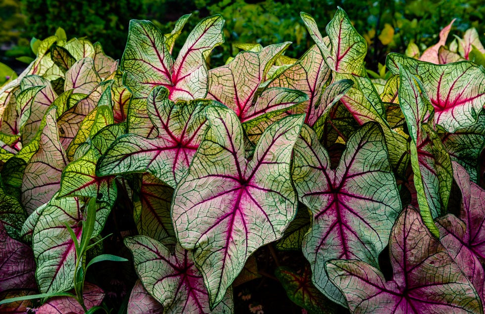 best shade perennials caladium