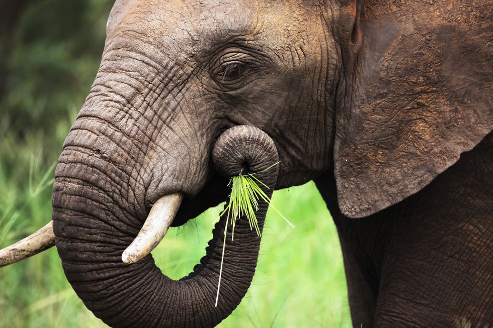 elephant eating close up