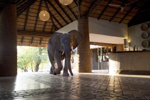 Een Afrikaanse olifant kuiert door de receptie van de Mfuwe Lodge in het South Luangwa National Park