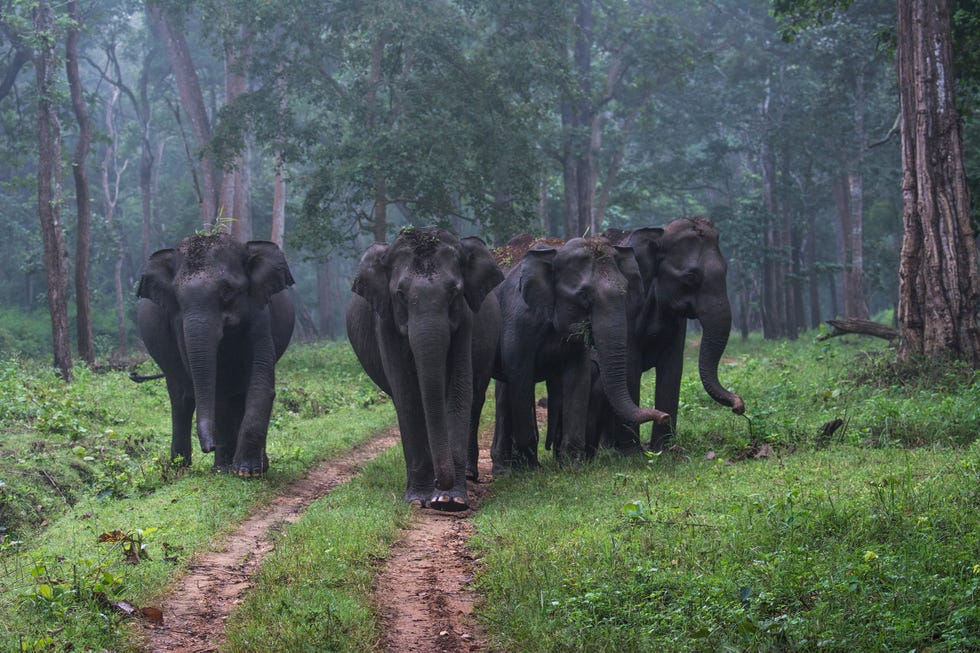 Mammal, Terrestrial animal, Indian elephant, Elephant, Wildlife, Elephants and Mammoths, Nature reserve, Natural landscape, Forest, Working animal, 