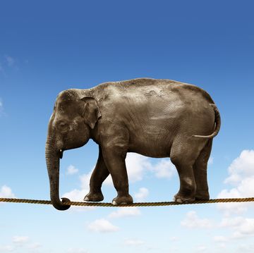 elephant on tightrope