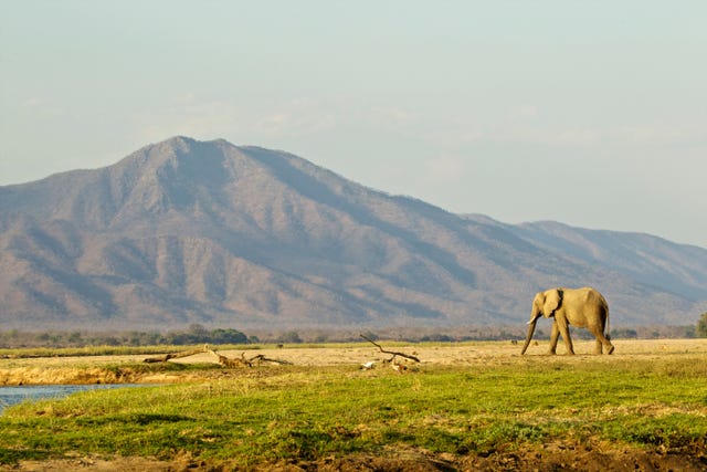 Elephant walking across plain, Mana Pools national park, Zimbabwe, Africa