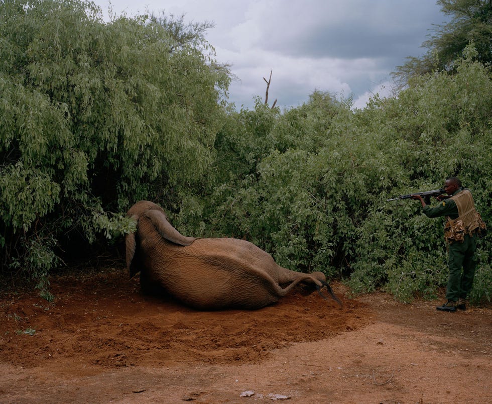 Een opziener van de Kenyan Wildlife Service maakt een dodelijk gewonde olifant af Het dier werd in de Westgate Community Conservancy in het noorden van Kenia door stropers beschoten maar wist te ontsnappen De slagtanden van de olifant werden afgezaagd en veilig opgeslagen in het hoofdkwartier van de parkdienst in Nairobi