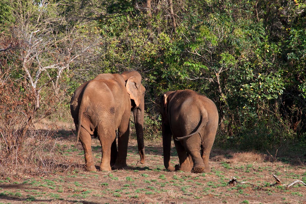 Two elephants walking toward the forest