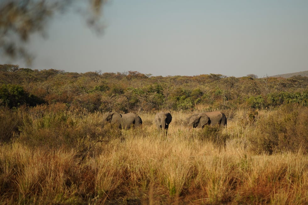 big five marathon