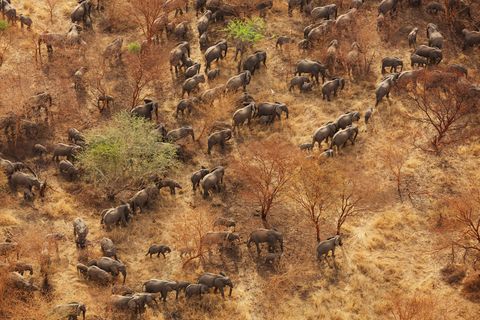 In het Zakouma National Park een gebied met grasland en acacias in het zuidoosten van Tsjaad stierf in het eerste decennium van deze eeuw meer dan 90 procent van de olifanten Het merendeel daarvan werd gedood door paardrijdende bandieten janjaweed uit Soedan Het park kwam in 2010 onder bestuur van dierenbeschermingsorganisatie African Parks Dankzij de toegenomen veiligheid kunnen de olifanten zich verder verspreiden en werden er talloze kalfjes geboren