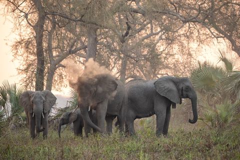 Een olifantenfamilie in Gorongosa National Park in Mozambique Het aantal exemplaren was gedecimeerd door de oorlog net als dat van veel andere dieren maar bij een telling in 2018 werden er meer dan 550 aangetroffen