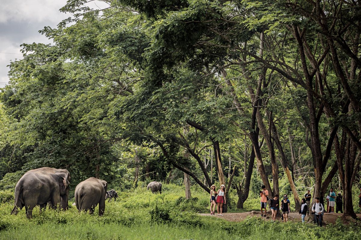 In het olifantenpark Elephant Valley Thailand even buiten Chiang Rai kunnen toeristen de dikhuiden vanaf een veilige afstand bekijken