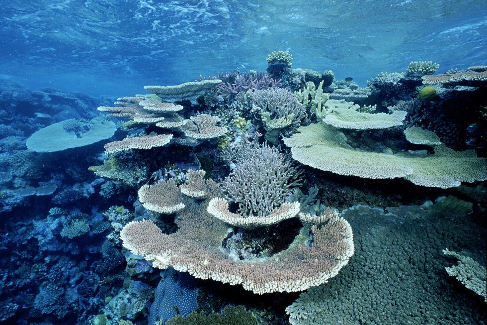 Elevated water temperatures from global warming or an El Nino can kill much of the coral, leaving behind only the 'bleached' white coral skeleton, Cocos Island, Pacific Ocean