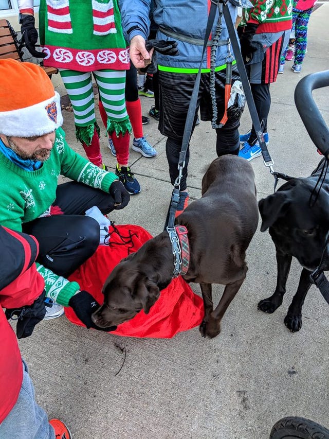 Dog, Canidae, Sporting Group, Vehicle, Leash, Fictional character, Costume, 