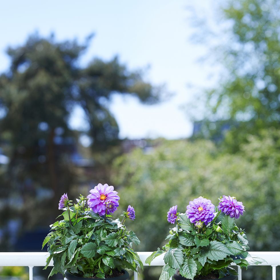 elho balcony planter