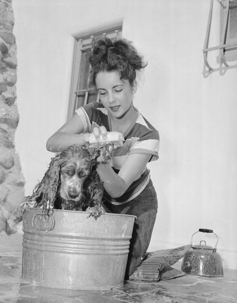 Young Actress Elizabeth Taylor Scrubbing Her Dog