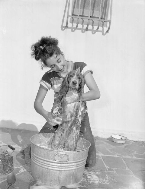 young actress elizabeth taylor bathing her dog