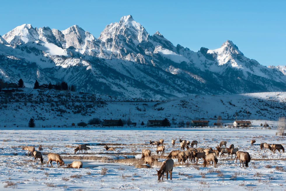 elk refuge in jackson hole