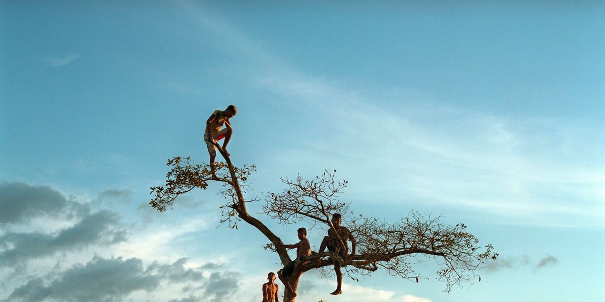 Een stel jongens zijn in een boom bij de rivier de Xingu geklommen in de buurt van het stadje Altamira in Brazili Een groot deel van het stadje kwam onder water te staan toen de reservoirs van de dam eind 2015 werden gevuld een aantal vooral arme wijken langs de rivier verdween volledig van de aardbodem