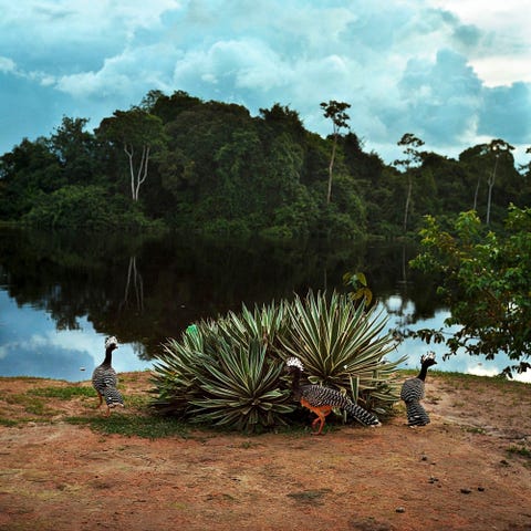 Elkaim_amason_dam 2014 Vogels bij een buitenpost aan de Rio Novo in het reservaat Reserva Extrativista Iriri een type reservaat waar lokale gemeenschappen natuurlijke hulpbronnen waaronder rubber kunnen winnen en gebruiken