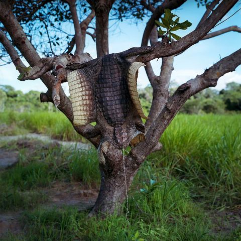 2016 Een alligatorhuid hangt in een boom op het land van een visser aan de oever van het stuwmeer van Belo Monte De visser is op kosten van Norte Energia naar deze plek verhuisd