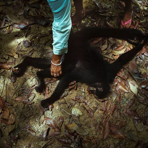 elkaim_amazon_dam Een slingeraap is door de indianenstam Munduruku gedood om zijn vlees in het dorpje Sawre Muybu aan de rivier de Tapajs Hoewel de Munduruku al sinds het begin van de negentiende eeuw vreedzame contacten met kolonisten onderhouden hebben ze hun traditionele levenswijze behouden waarbij ze van de rivier en het land leven