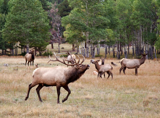 elks cervus canadensis in field, rock mountain national park, colorado, usa