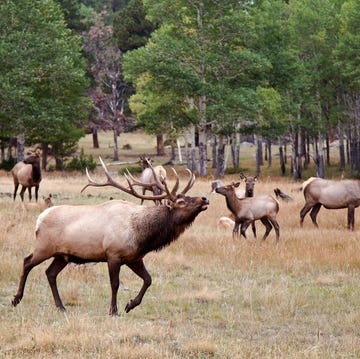 Elks (Cervus canadensis) in field, Rock Mountain National Park, Colorado, USA elks cervus canadensis in field, rock mountain national park, colorado, usa