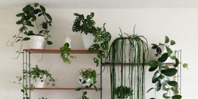 Plantas decorativas de interior verdes en macetas en estantes colgantes  para copiar texto