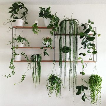 plantas colgantes de interior para decorar la casa