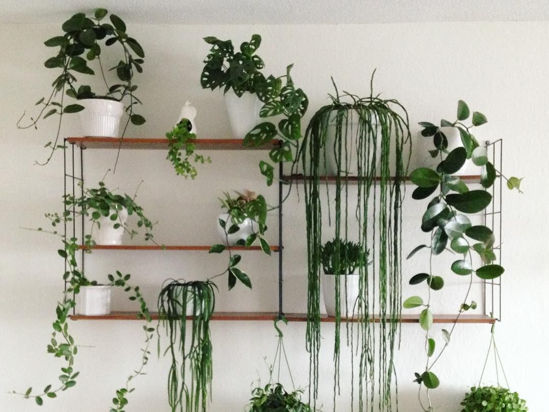 Plantas en la decoración del hogar. Casas de Instagram.