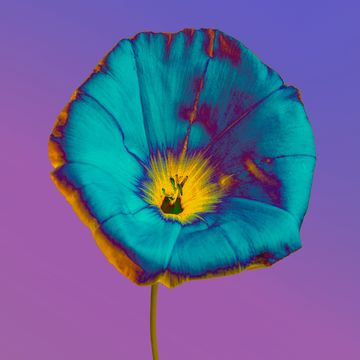 close up on a purple morning glory flower, against gradient background