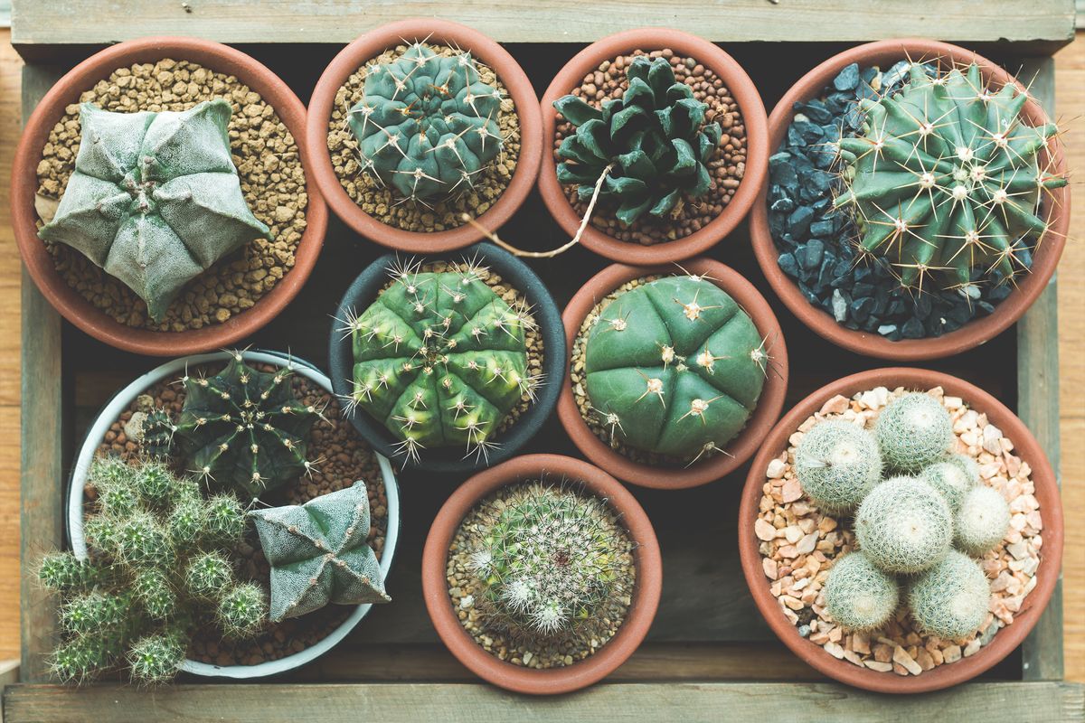 cactus, terrestrial plant, plant, houseplant, flower, flowerpot, botany, thorns, spines, and prickles, organism, adaptation,